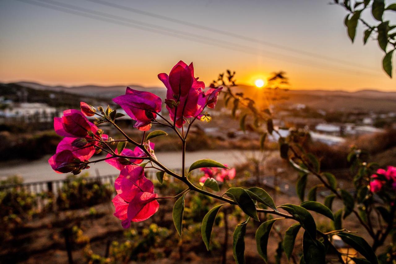 Posada San Antonio Valle de Guadalupe Dış mekan fotoğraf