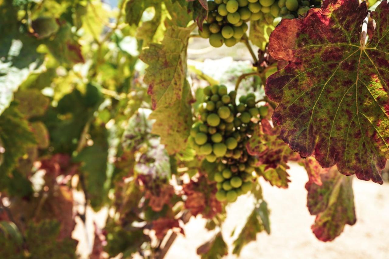 Posada San Antonio Valle de Guadalupe Dış mekan fotoğraf